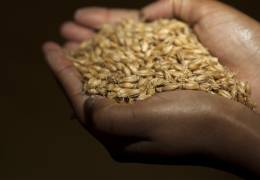  Présent dans les métiers de l’agriculture et dans les métiers de la transformation, VIVESCIA maîtrise toute la chaîne de valeur du grain